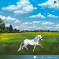 Horse Color:White Spotted Brown Mushroom Sabino Appaloosa 