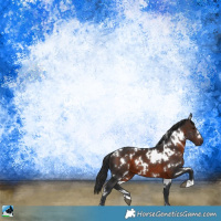 Horse Color:White Spotted Brown 