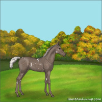 Horse Color:White Spotted Silver Blue Roan 
