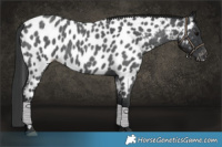 Horse Color:Blue Roan Near Leopard 