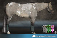 Horse Color:White Spotted Buckskin Roan Dun Rabicano 