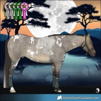 Horse Color:White Spotted Buckskin Roan Dun Rabicano