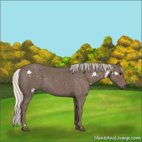 Horse Color:White Spotted Silver Blue Roan 