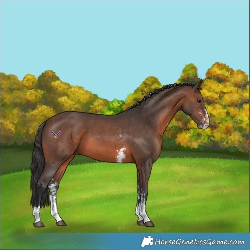 Horse Color:Brown Sabino 