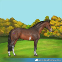 Horse Color:Brown Sabino 