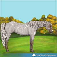 Horse Color:White Spotted Silver Blue Roan 