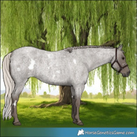 Horse Color:White Spotted Silver Blue Roan 