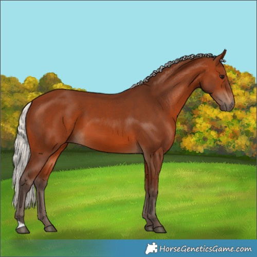 Horse Color:Silver Brown 