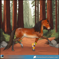 Horse Color:Buckskin Sabino 