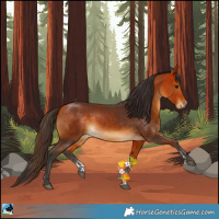 Horse Color:Buckskin Sabino