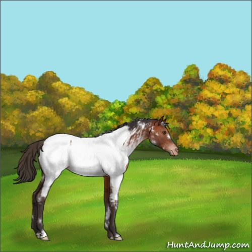 Horse Color:White Spotted Bay Appaloosa Rabicano 