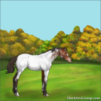Horse Color:White Spotted Bay Appaloosa Rabicano 