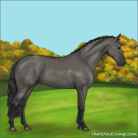Horse Color:Grullo 