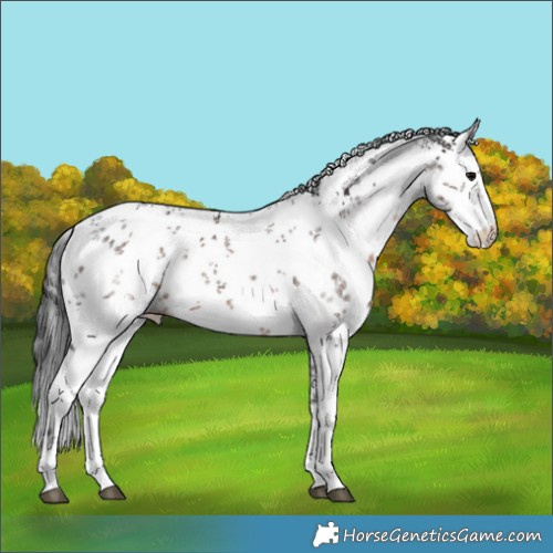 Horse Color:White Spotted Brown Sabino 