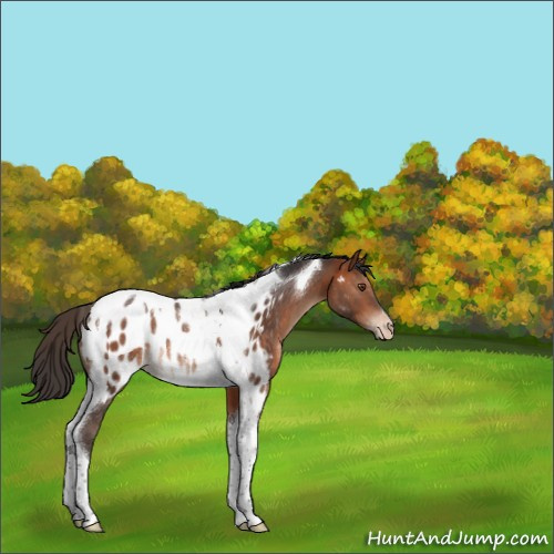 Horse Color:Bay Tobiano Appaloosa Rabicano 