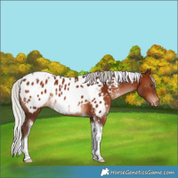 Horse Color:Silver Brown Tobiano Appaloosa Rabicano