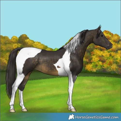 Horse Color:Buckskin Tobiano 