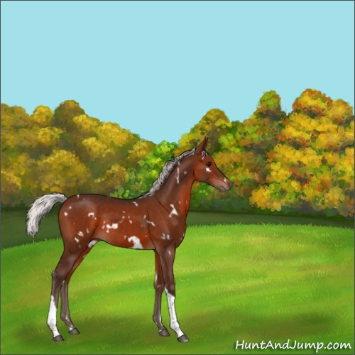 Horse Color:White Spotted Silver Brown Tobiano Rabicano 