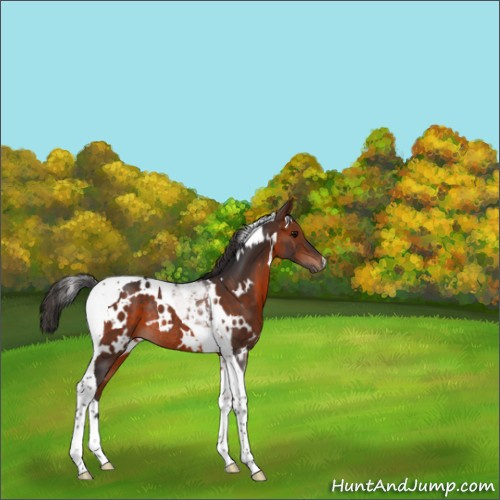 Horse Color:White Spotted Bay Tobiano Rabicano 