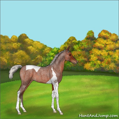 Horse Color:Silver Brown Roan Tobiano 