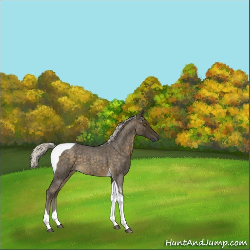 Horse Color:Silver Buckskin Roan Tobiano 