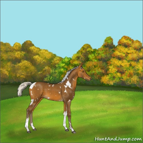 Horse Color:White Spotted Silver Buckskin Tobiano 