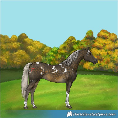 Horse Color:White Spotted Silver Buckskin Tobiano 