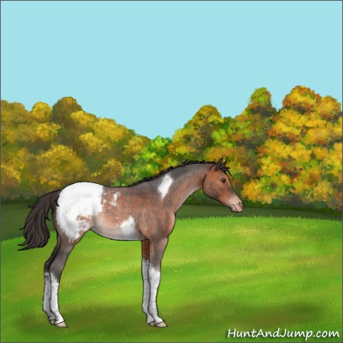 Horse Color:Brown Roan Tobiano Appaloosa Rabicano 