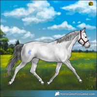 Horse Color:Gray Brown Sabino Splash Rabicano 