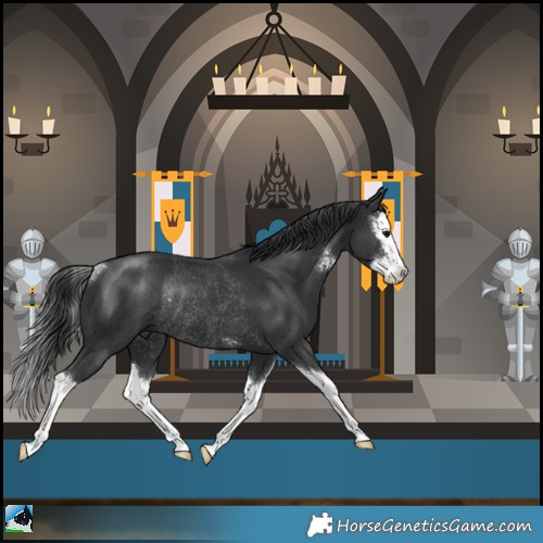 Horse Color:Black Sabino Splash Rabicano 