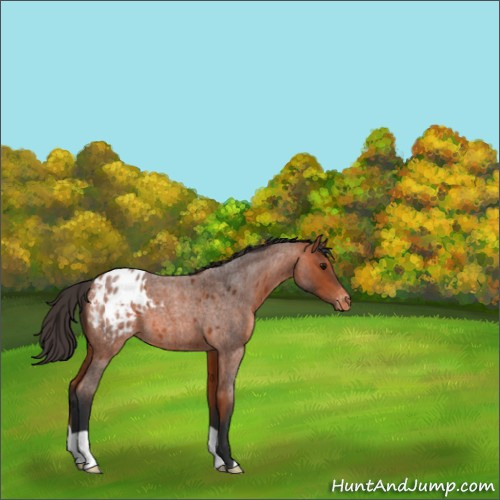 Horse Color:Bay Roan Appaloosa 