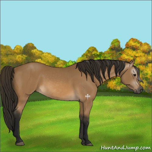 Horse Color:Gray Buckskin 
