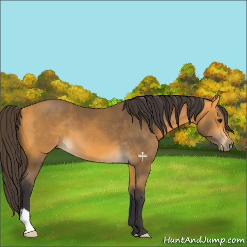 Horse Color:Buckskin 