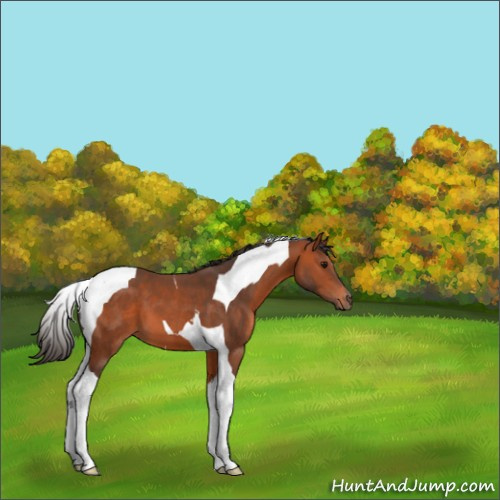 Horse Color:Bay Tobiano 