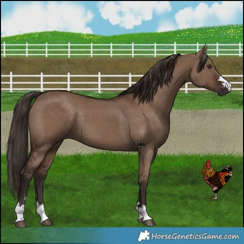 Horse Color:Liver Red Dun 