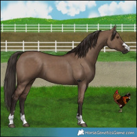 Horse Color:Liver Red Dun 