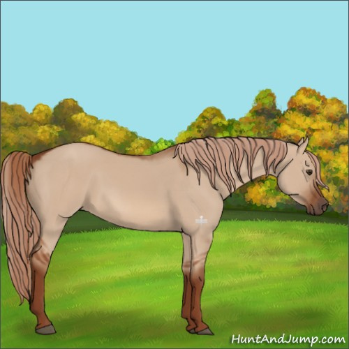 Horse Color:Red Dun 