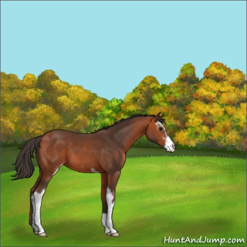 Horse Color:Bay Sabino 