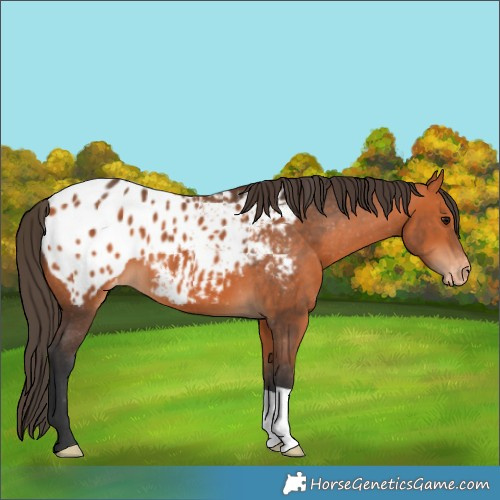 Horse Color:Bay Appaloosa 