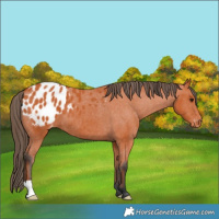 Horse Color:Bay Appaloosa 