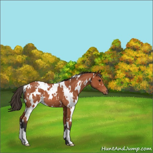 Horse Color:White Spotted Bay Roan 