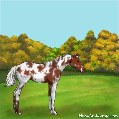 Horse Color:White Spotted Chocolate Silver Brown 