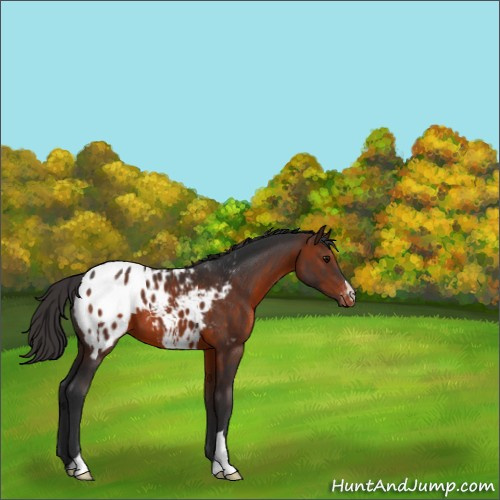 Horse Color:Brown Appaloosa