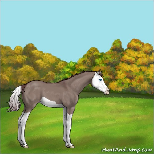 Horse Color:Chocolate Grullo Splash 
