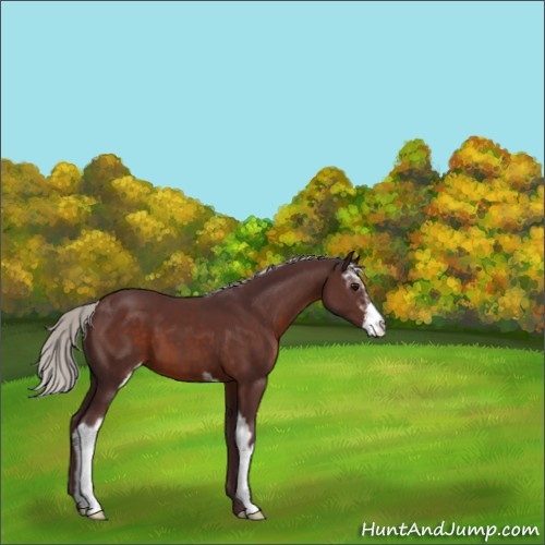 Horse Color:Chocolate Silver Brown Sabino 