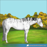 Horse Color:Bay Chinchilla Sabino