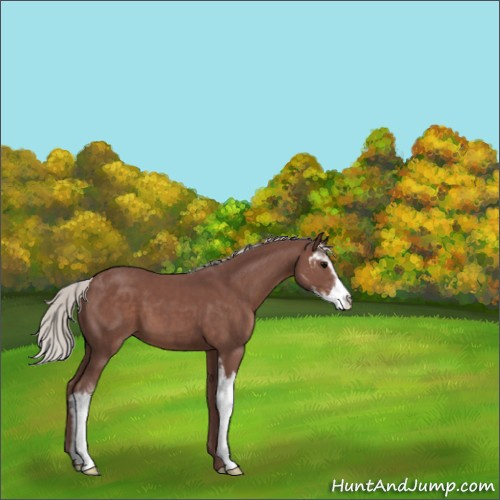 Horse Color:Chocolate Silver Black Sabino 