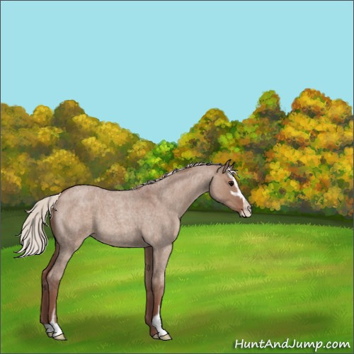Horse Color:Chocolate Silver Grullo Roan Sabino 