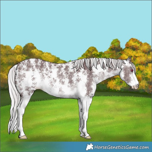 Horse Color:Chocolate Silver Brown Chinchilla Sabino 