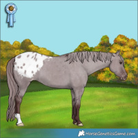 Horse Color:Chocolate Grullo Chinchilla Appaloosa